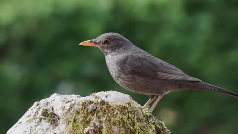 Amazing birds 😍😍