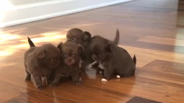 Tiny little Chihuahuas adorably play together