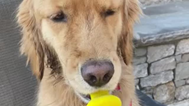 DOG HOLDS PACIFIER in Their Mouth While Owner Talks to Them 🍼