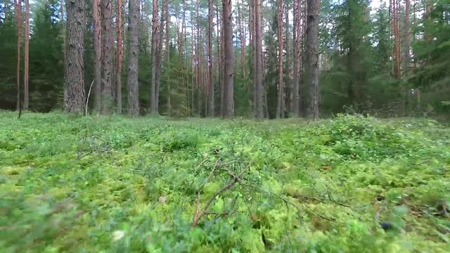 low flight between trees in forest 1