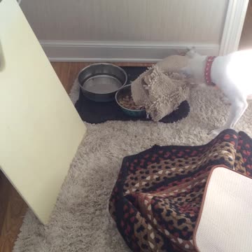 dog "hiding" food from workers