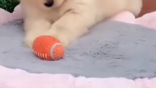 Cute puppy playing with this ball on the table.