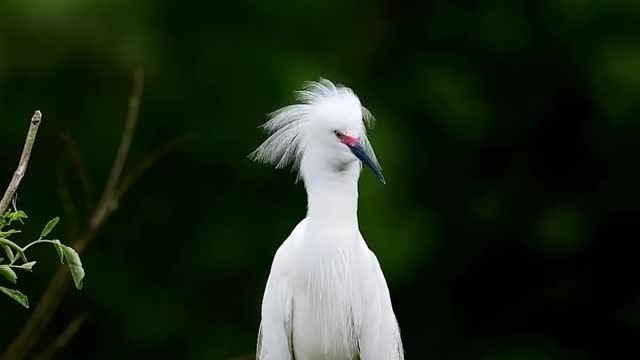 A peaceful snowy egret