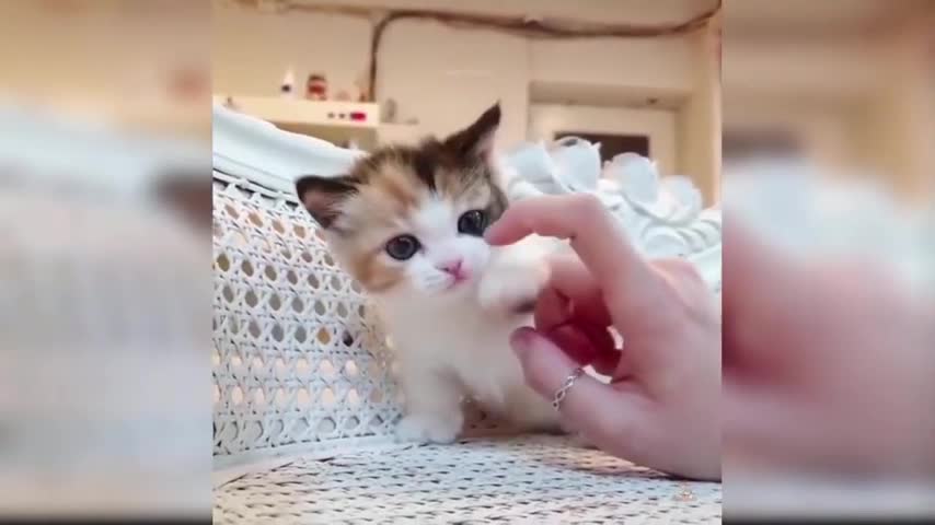 Cute kittens to relax - cute kittens and puppies