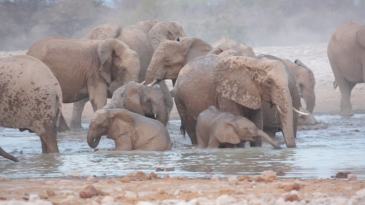 Elephant Mud Bath In Etosha