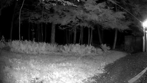 Cannn_____u________spot_______the______trees and trees
