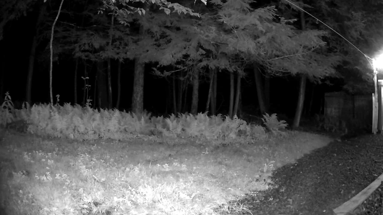 Cannn_____u________spot_______the______trees and trees