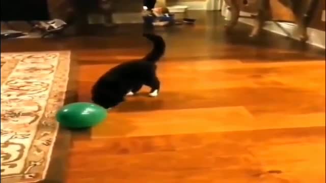 compilation of very funny videos of cats