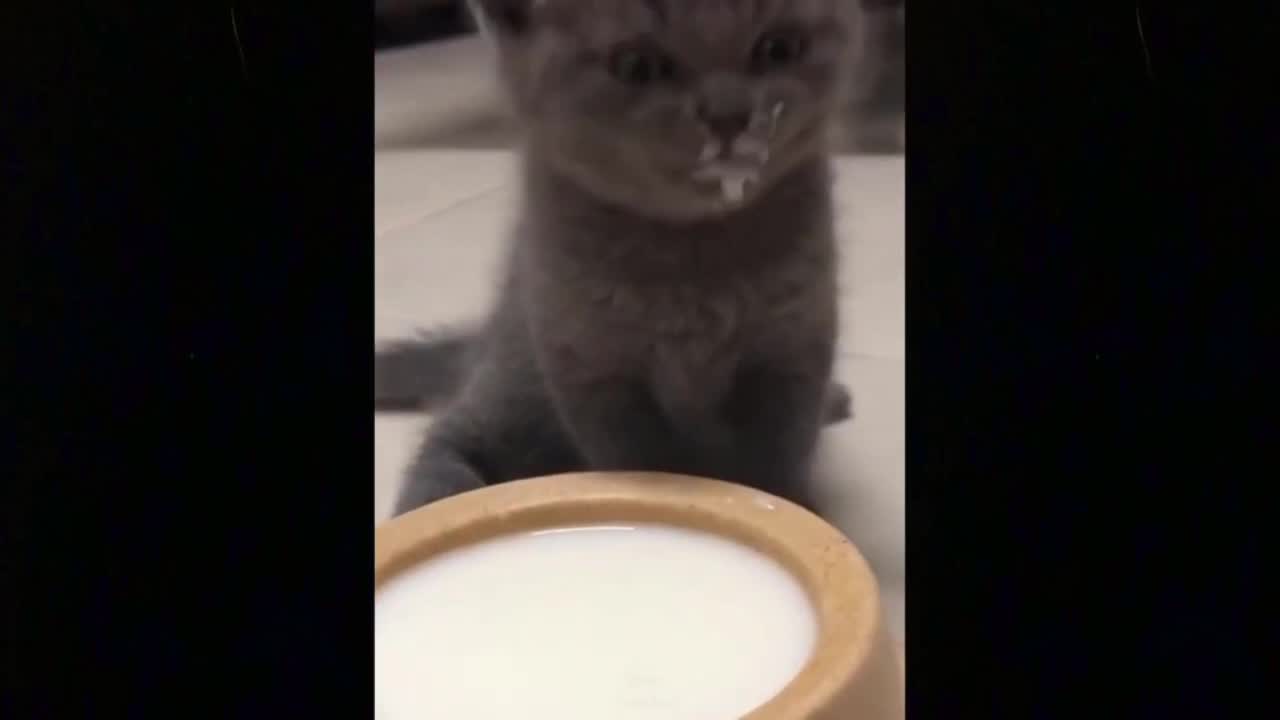 Adorable Cute Kittens Making Art