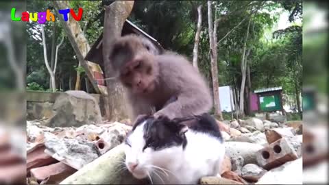 cat and mounkey fantasatic happy fun