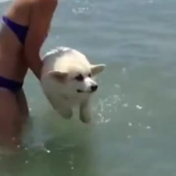 Funny Pets Try to swim the dog