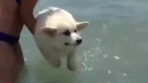 Funny Pets Try to swim the dog