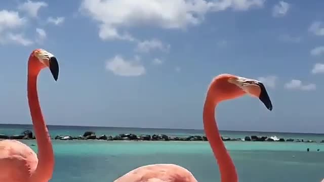 Swan swings to tourism