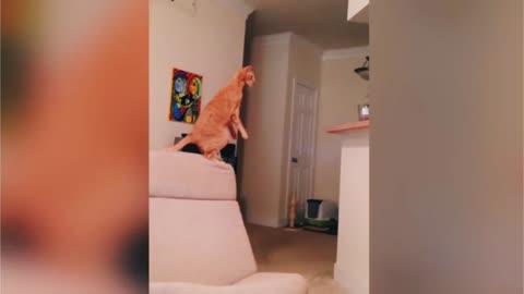 Funny cats fails/ cats funny moments 2022 #shorts