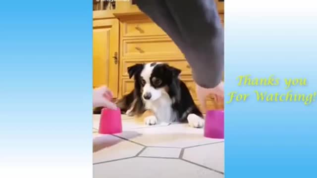 see what these animals will do