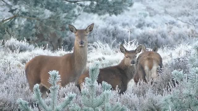 Deer Enjoy Their Peaceful Life In Frosty Forest