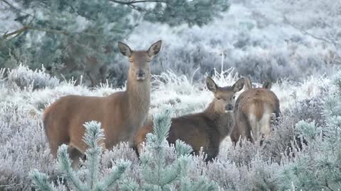 Deer Enjoy Their Peaceful Life In Frosty Forest