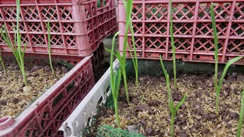 How to grow garlic in plastic bottles with water for many bulbs and large leaves