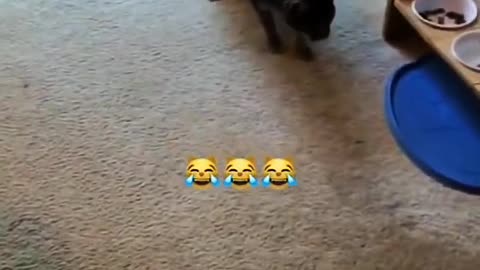 cats don't love home