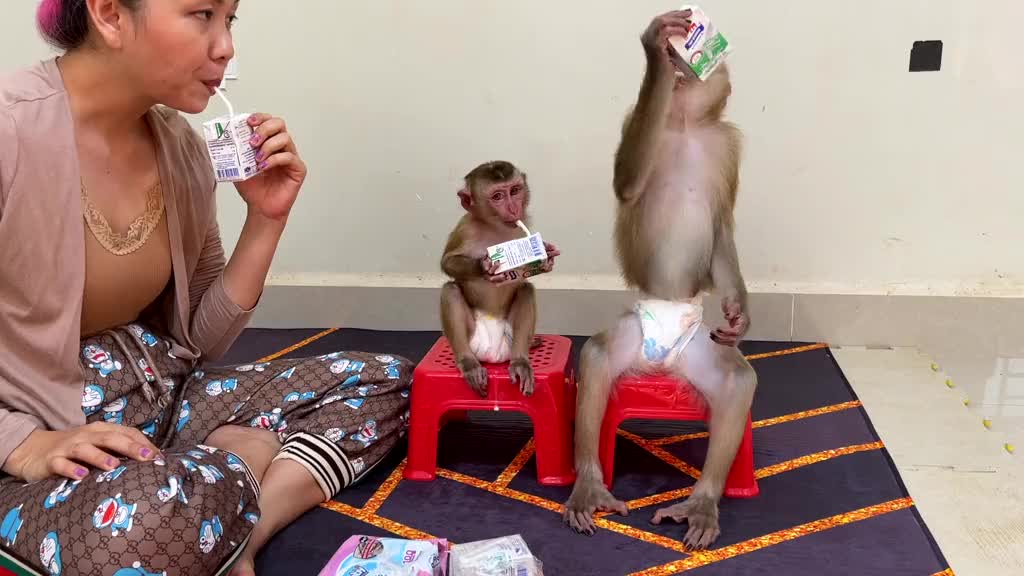 The smart monkey is eating milk