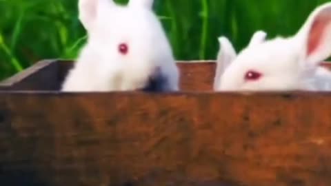 Cute Rabbit Relaxing Video