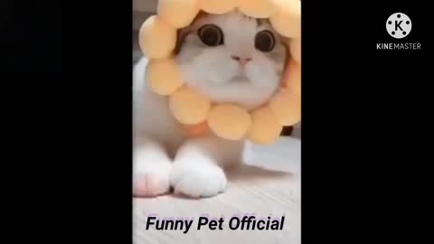 Funny but cute cat video