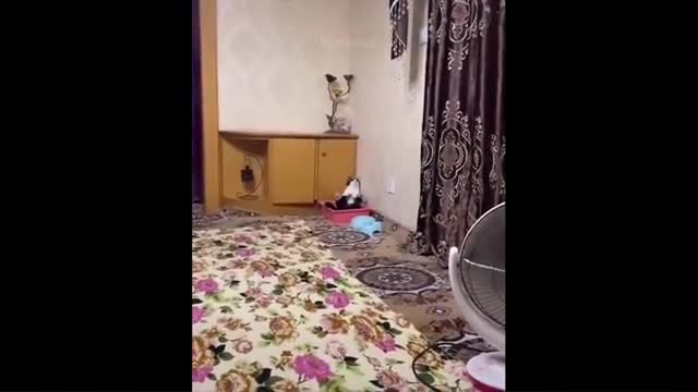 Dog & cat funny video