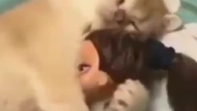 making my kitten sleep