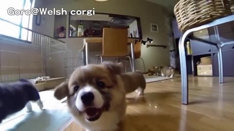 In 30 sec, These Hilarious Slow-Mo Corgi Puppies Will Make You Laugh & Smile!