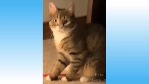 Funny Cat and Dog || They are trying to fight with each others.