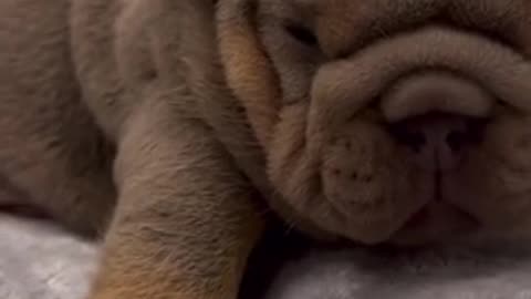 Amazing dogs 🐶 trending video
