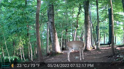 The Woods - 05/25/2022