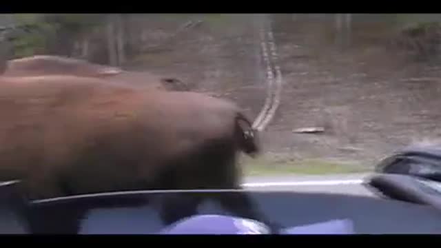 Buffalo encounter at Yellowstone during traffic stall