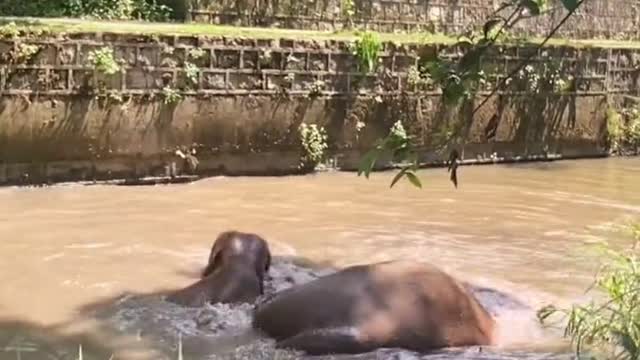 Elephants play in the pool