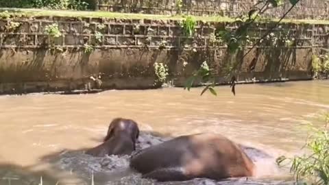 Elephants play in the pool