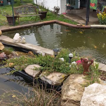 Koi Pond