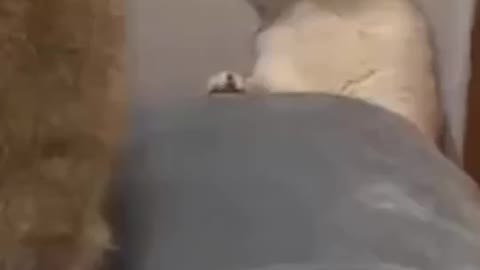 Funny Cat playing