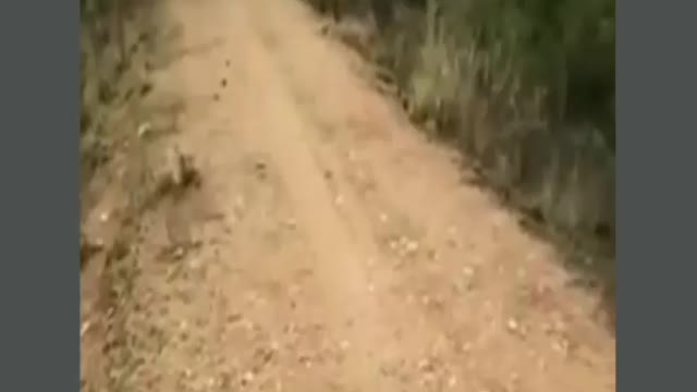 Deer jumps over man | deer longest jump
