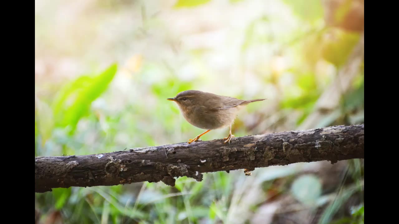 Lord Winter - Little Bird