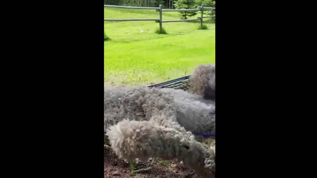 The dog that makes the hammock