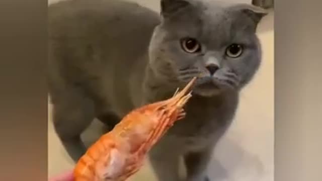 There are 2 types of cats! 🤣 Funny cat video #shorts #shortvideo #cat