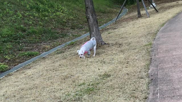 Chorong taking a walk outside 1