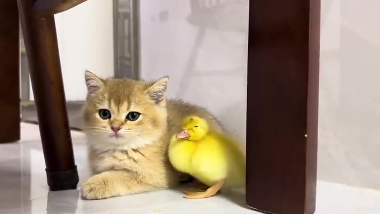 Cute kitten invites ducklings to play together!