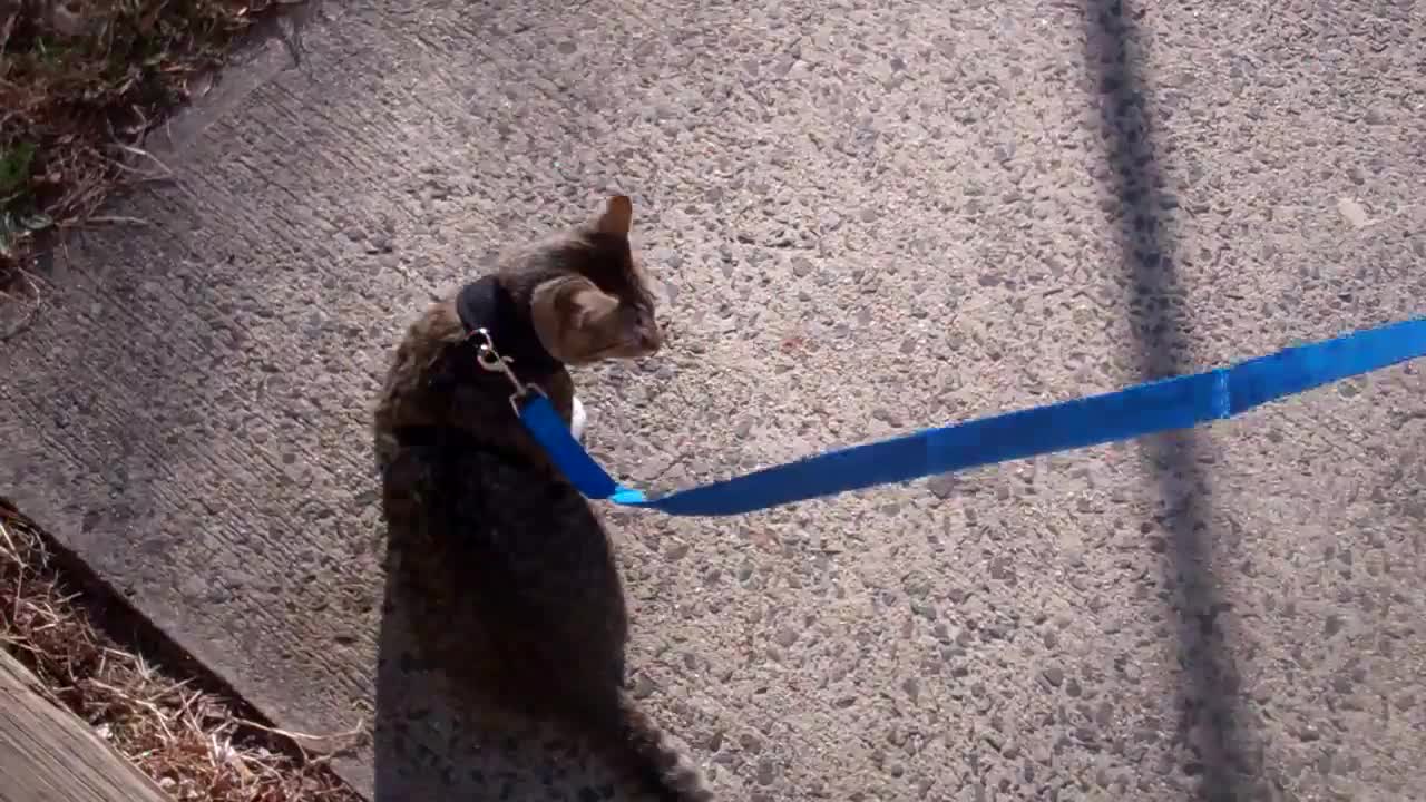 How to train your cat to walk on a leash !!!