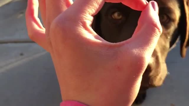 Black dog on sidewalk sticks nose in owner's hand