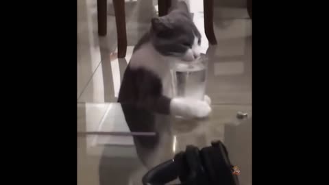 Funniest Animals - Best Of The 2023 Funny Animal Videos #1