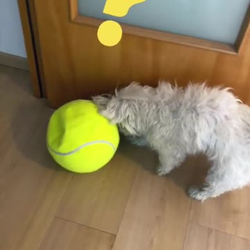 Pelota MÁGICA 🧙🏻‍♂️