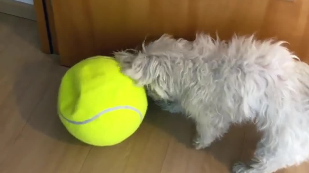 Pelota MÁGICA 🧙🏻‍♂️