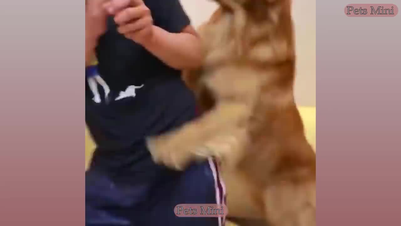 Funny Puppy Videos #1