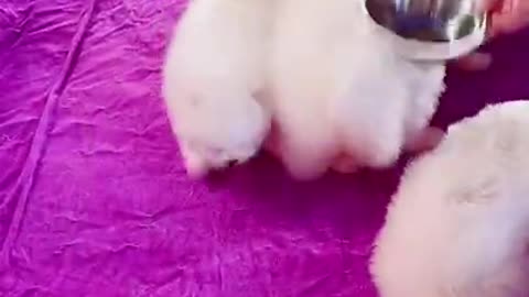 CUTE BABIES DOG 2